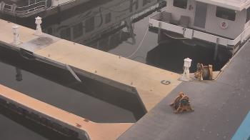 Weather camera view of Lake Powell Resorts and Marinas - Wahweap Marina.