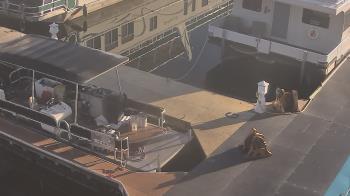 Weather camera view of Lake Powell Resorts and Marinas - Wahweap Marina.