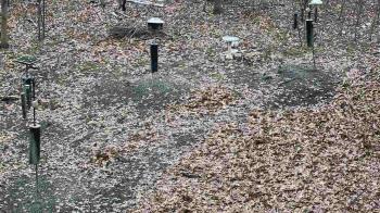 Weather camera view of Cincinnati Nature Center.