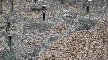 Weather camera view of Cincinnati Nature Center.