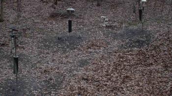 Weather camera view of Cincinnati Nature Center.