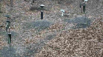 Weather camera view of Cincinnati Nature Center.