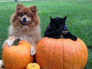 Story Image: A WeatherBug user shows off their dog in the autumn leaves.