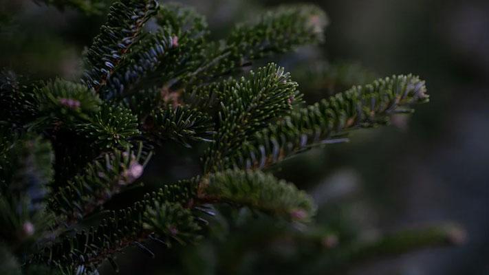 Christmas Tree via Pixabay