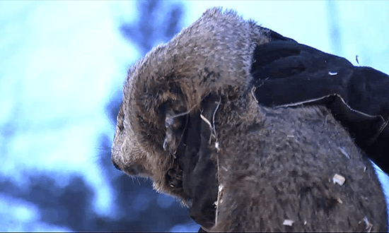 Punxsutawney Phil just before he made his prediction Feb. 2, 2017. (Screengrab via VisitPA.com video)
