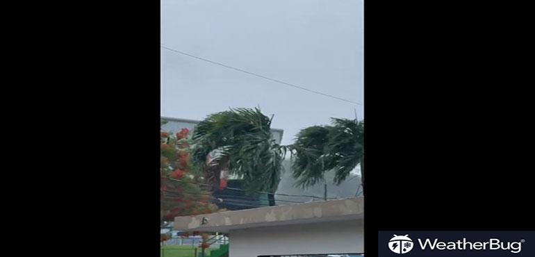 Strong winds from hurricane Fiona shake a palm tree in Ponce, Puerto Rico. Image credit: Eileen C. Ortiz via Storyful