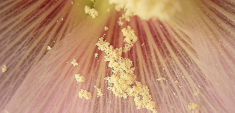 Pollen on a Alcea Rosea flower. (Frank Vincentz, Wikimedia Common