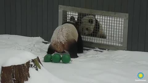 Goofy Giant Pandas Frolic in DC Snow