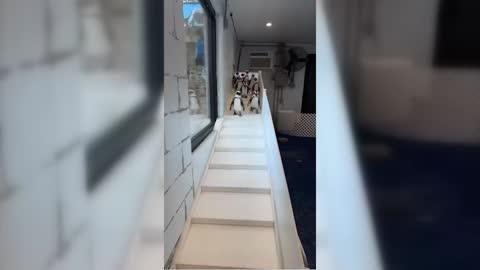 Penguins Brought Inside Due to Extreme Cold