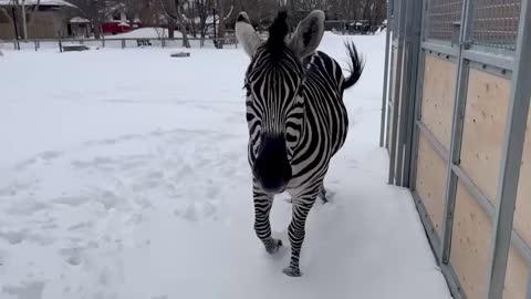 Zebras Enjoy Running Around in Fluffy Snow
