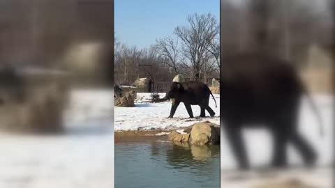 Elephants Frolic Amid Warmth at Zoo