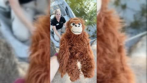 Phoenix Zoo Gives Siamang a Stuffed Companion
