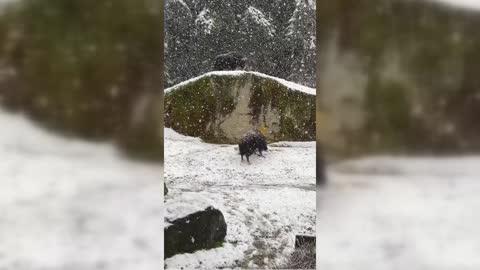 Zoo Animals Enjoy Snow Day in Tacoma