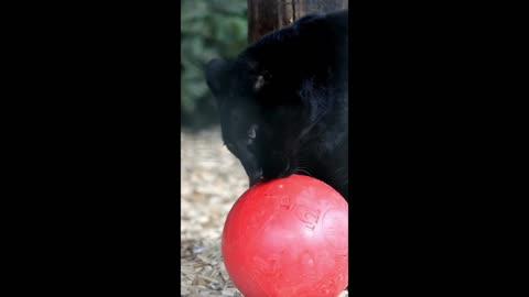 Black Leopard New Home in Hamerton Zoo