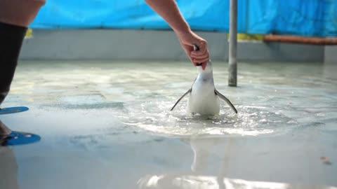 Rehabilitated Penguin Released at Beach