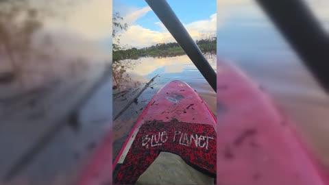 Storyful 339571 Good Samaritan Rescues Animals Stranded in Hawaii Flooding