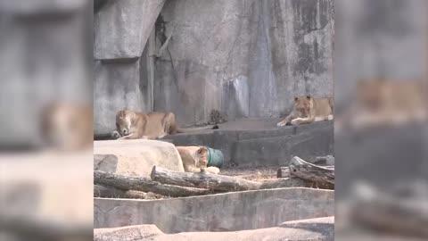 Lionesses Keep Themselves Clean at Zoo