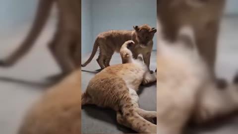 Lion Cub Siblings Wrestle Playfully at Zoo
