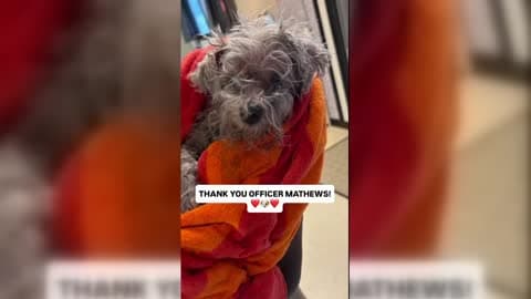Elderly Blind Dog Fighting For Her Life Rescued After Getting Trapped in Drain