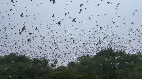Thousands of Swallows Zip Around Massachusetts Wildlife Refuge