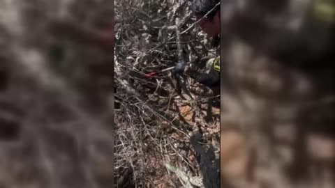 Officers Rescue Dog Trapped in Cactus Patch in San Diego