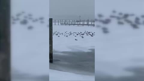 Winter Storm Brings Snow Ice and Outages